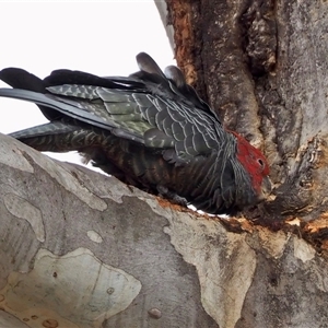 Callocephalon fimbriatum at Cook, ACT - 27 Nov 2024