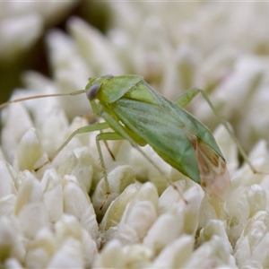 Taylorilygus apicalis (Brockenbacked Bug) at Cotter River, ACT by KorinneM