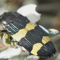 Castiarina bifasciata (Jewel beetle) at Tharwa, ACT - 26 Nov 2024 by Harrisi