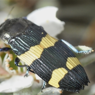 Castiarina bifasciata (Jewel beetle) at Tharwa, ACT - 26 Nov 2024 by Harrisi