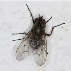 Helina sp. (genus) (Muscid fly) at Melba, ACT - 25 Nov 2024 by kasiaaus