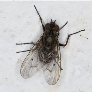 Helina sp. (genus) (Muscid fly) at Melba, ACT by kasiaaus