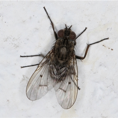 Helina sp. (genus) (Muscid fly) at Melba, ACT - 25 Nov 2024 by kasiaaus