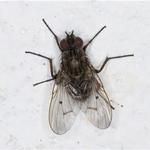 Helina sp. (genus) at Melba, ACT - 25 Nov 2024