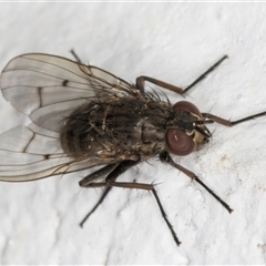 Helina sp. (genus) at Melba, ACT - 25 Nov 2024