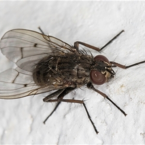 Helina sp. (genus) at Melba, ACT - 25 Nov 2024