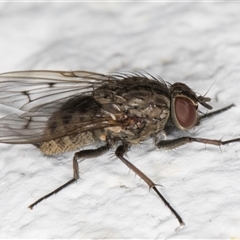 Helina sp. (genus) at Melba, ACT - 25 Nov 2024