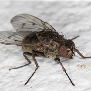 Helina sp. (genus) at Melba, ACT - 25 Nov 2024