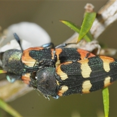 Castiarina sexplagiata (Jewel beetle) at Tharwa, ACT - 26 Nov 2024 by Harrisi