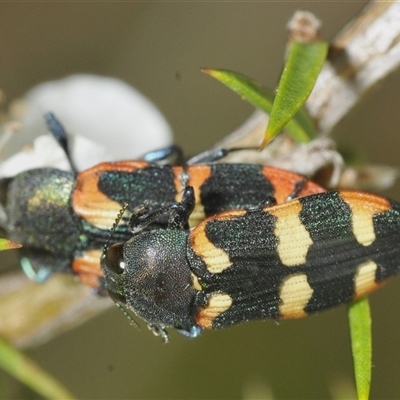 Castiarina sexplagiata (Jewel beetle) at Tharwa, ACT - 27 Nov 2024 by Harrisi