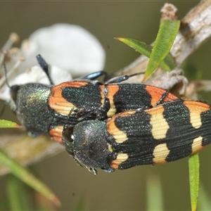 Castiarina sexplagiata at Tharwa, ACT - 27 Nov 2024