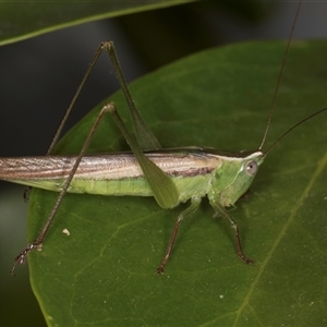 Conocephalus upoluensis at Melba, ACT - 25 Nov 2024