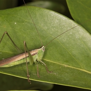 Conocephalus upoluensis at Melba, ACT - 25 Nov 2024