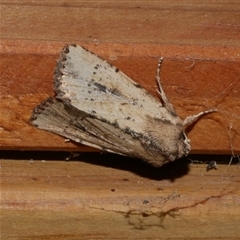 Leucania obumbrata (Lesser Armyworm) at Freshwater Creek, VIC - 3 May 2020 by WendyEM