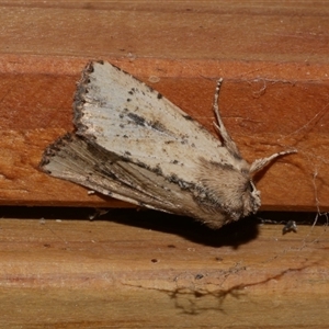 Leucania obumbrata at Freshwater Creek, VIC - 3 May 2020