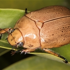 Anoplognathus porosus (Porosus Christmas beetle) at Melba, ACT - 25 Nov 2024 by kasiaaus