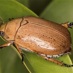 Anoplognathus porosus at Melba, ACT - 25 Nov 2024