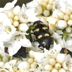 Castiarina australasiae (A jewel beetle) at Tharwa, ACT - 27 Nov 2024 by Harrisi