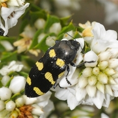 Castiarina australasiae at Tharwa, ACT - 27 Nov 2024