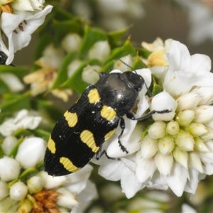 Castiarina australasiae at Tharwa, ACT - 27 Nov 2024