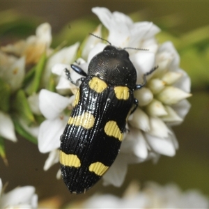 Castiarina australasiae at Tharwa, ACT - 27 Nov 2024