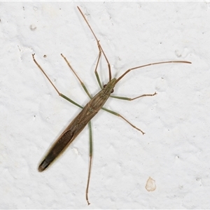 Mutusca brevicornis at Melba, ACT - 25 Nov 2024