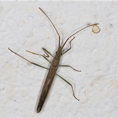 Mutusca brevicornis at Melba, ACT - 25 Nov 2024