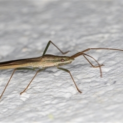 Mutusca brevicornis at Melba, ACT - 25 Nov 2024 11:59 PM