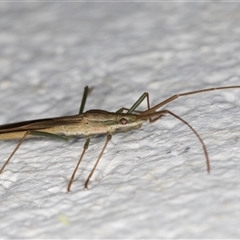 Mutusca brevicornis at Melba, ACT - 25 Nov 2024