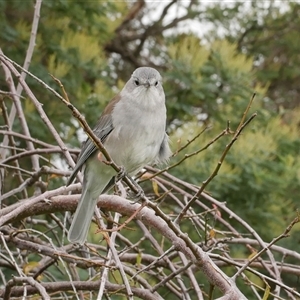 Colluricincla harmonica at Freshwater Creek, VIC - 3 May 2020