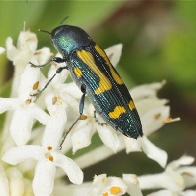 Castiarina flavopicta (Flavopicta jewel beetle) at Tharwa, ACT - 27 Nov 2024 by Harrisi