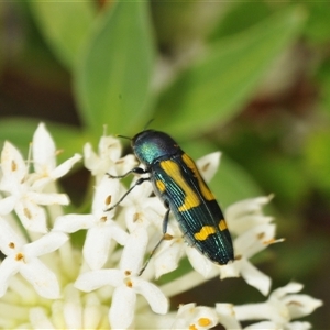 Castiarina flavopicta at Tharwa, ACT - 27 Nov 2024