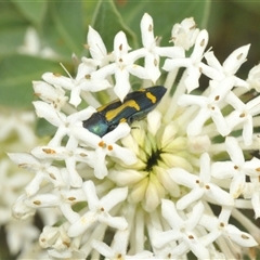 Castiarina flavopicta at Tharwa, ACT - 27 Nov 2024