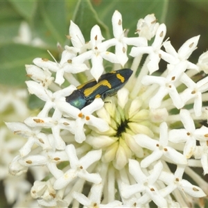 Castiarina flavopicta at Tharwa, ACT - 27 Nov 2024