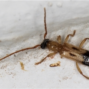 Atesta stigmosa (Longhorn or Longicorn beetle) at Melba, ACT by kasiaaus