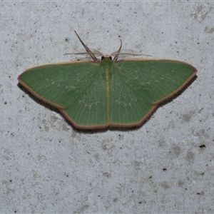 Chlorocoma dichloraria at Freshwater Creek, VIC - 3 May 2020