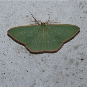 Chlorocoma dichloraria at Freshwater Creek, VIC - 3 May 2020 07:30 PM