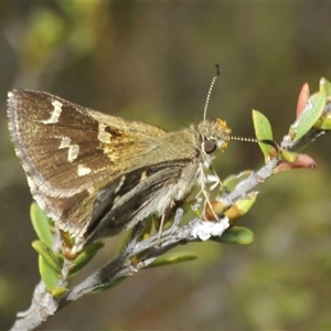 Pasma tasmanica (Two-spotted Grass-skipper) at Tharwa, ACT by Harrisi