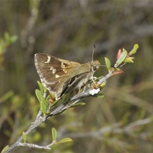 Pasma tasmanica at Tharwa, ACT - 27 Nov 2024