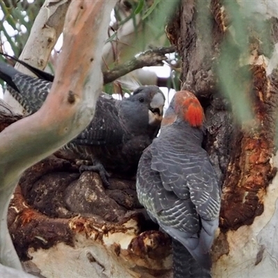 Callocephalon fimbriatum (Gang-gang Cockatoo) at Cook, ACT - 27 Nov 2024 by Jennybach