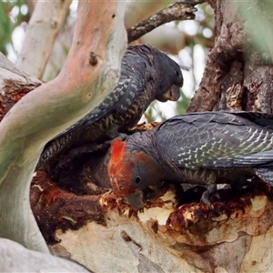 Callocephalon fimbriatum at Cook, ACT - suppressed