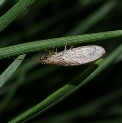 Micromus tasmaniae at Freshwater Creek, VIC - 3 May 2020 by WendyEM