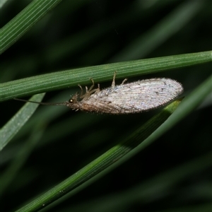 Micromus tasmaniae at Freshwater Creek, VIC by WendyEM