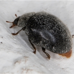 Coccinellidae (family) at Melba, ACT - 26 Nov 2024