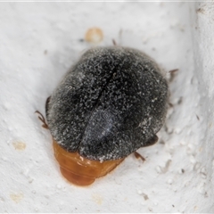 Coccinellidae (family) at Melba, ACT - 26 Nov 2024