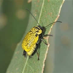 Aporocera (Aporocera) erosa (A leaf beetle) at Tharwa, ACT - 27 Nov 2024 by Harrisi