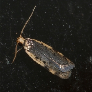 Hoplostega ochroma at Freshwater Creek, VIC - 3 May 2020