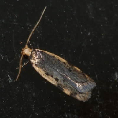 Hoplostega ochroma (a Eulechria Group moth) at Freshwater Creek, VIC - 3 May 2020 by WendyEM