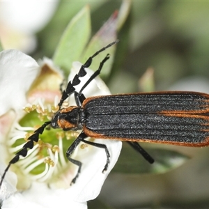 Achras limbatum (A net-winged beetle) at Tharwa, ACT by Harrisi