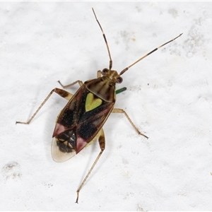 Austropeplus annulipes at Melba, ACT - 26 Nov 2024